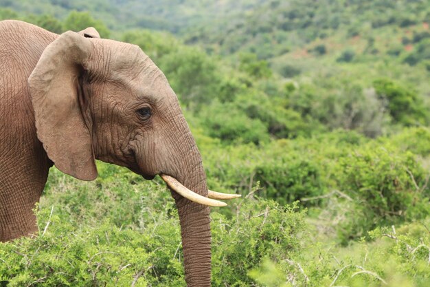 Selektive Fokusaufnahme eines prächtigen Elefanten mit den schönen Bäumen