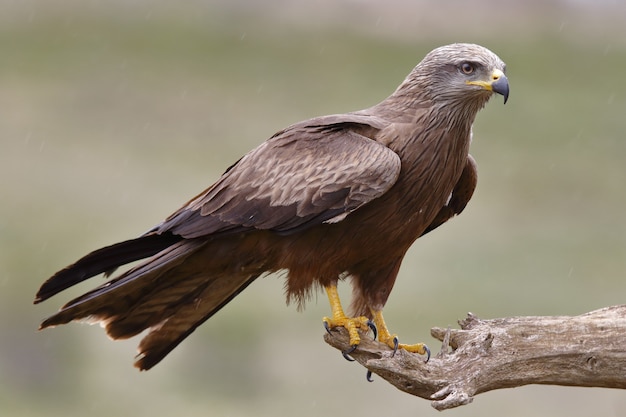 Selektive Fokusaufnahme eines prächtigen Falken, der kraftvoll über seiner Beute steht