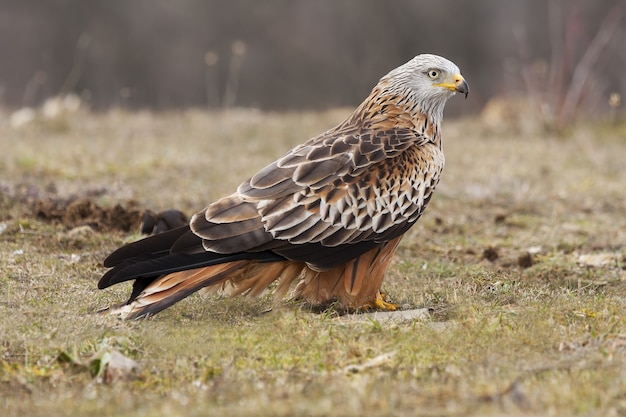 Selektive Fokusaufnahme eines prächtigen und exotischen Falken auf einem grasbedeckten Feld