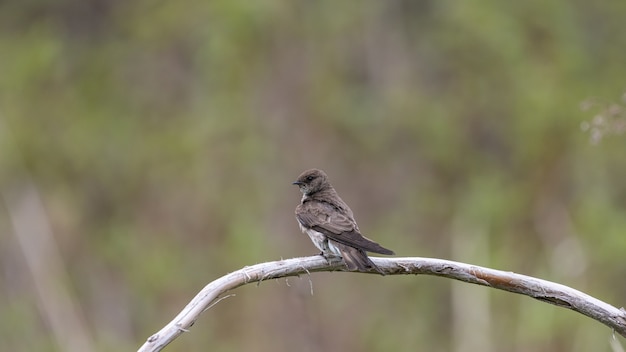 Selektive Fokusaufnahme eines Sandmartins auf einem Ast