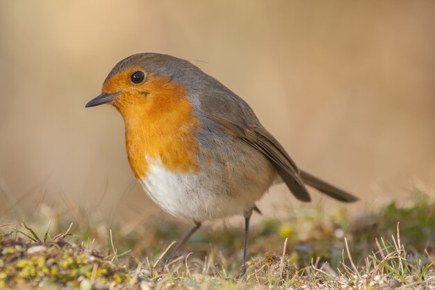 Selektive Fokusaufnahme eines schönen europäischen Robins im Wald