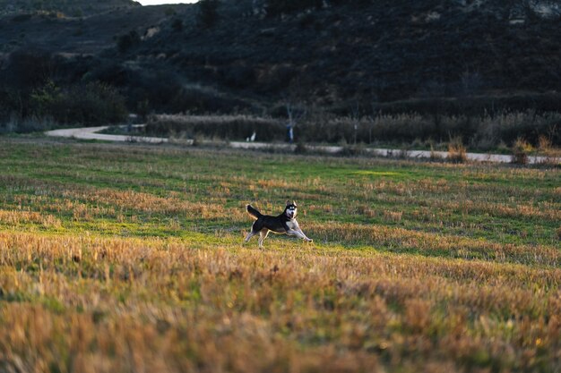 Selektive Fokusaufnahme eines schönen sibirischen Huskys im Feld