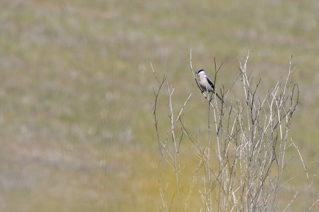 Selektive Fokusaufnahme eines schönen Vogels, der auf den dünnen Ästen eines Baumes sitzt