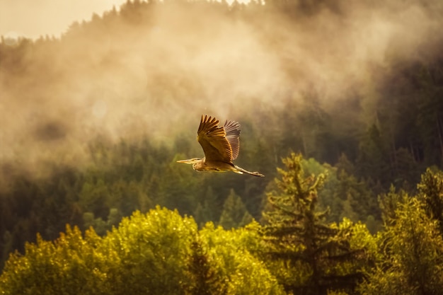 Kostenloses Foto selektive fokusaufnahme eines schönen vogels, der hoch über einem wald fliegt