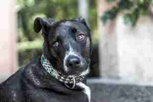 Kostenloses Foto selektive fokusaufnahme eines schwarzen labrador retriever-hundes