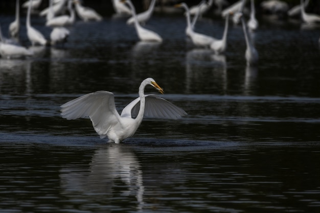 Selektive Fokusaufnahme eines Silberreihers, der seine Flügel auf dem See ausbreitet