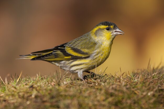 Selektive Fokusaufnahme eines Stieglitz Lugano-Vogels, der auf dem Gras in einer verschwommenen Szene steht