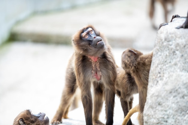 Selektive Fokusaufnahme eines süßen Affen in einem Zoo