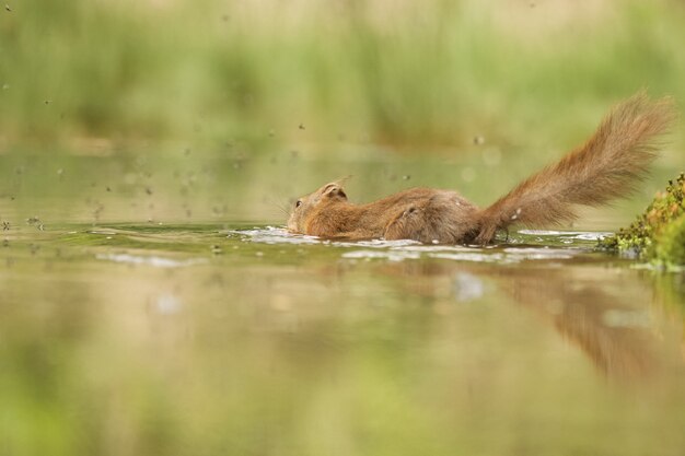 Selektive Fokusaufnahme eines süßen Eichhörnchens im Wasser