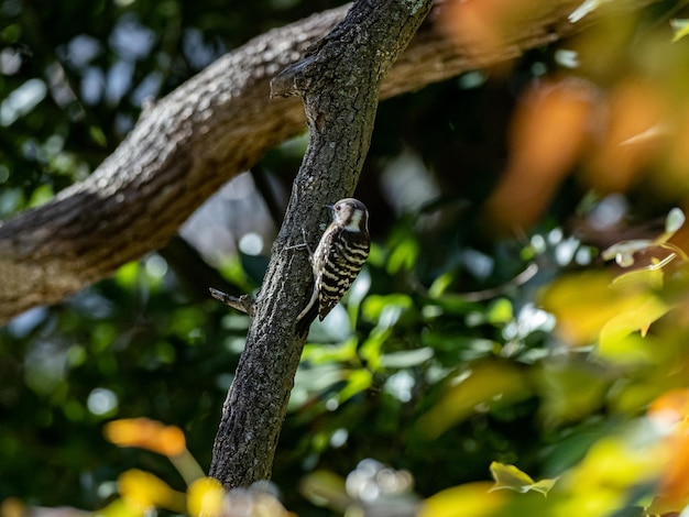 Selektive Fokusaufnahme eines süßen japanischen Zwergspechts, der auf einem Baum sitzt