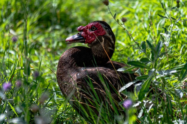 Selektive Fokusaufnahme eines Truthahns, der mitten auf einem grasbewachsenen Feld gefangen wurde