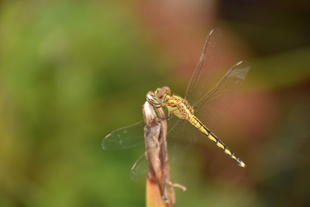 Selektive Fokusaufnahme eines Vagrant Darter, Libelle