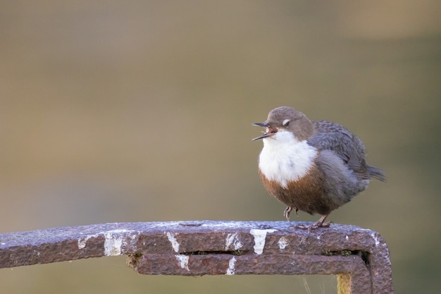 Selektive Fokusaufnahme eines Wasseramselvogels, der auf einem Metall sitzt