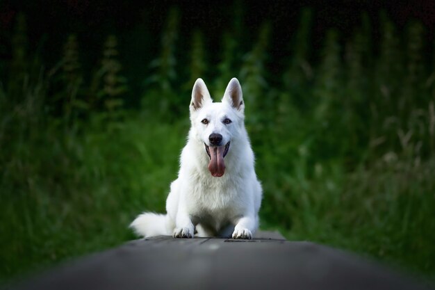 Selektive Fokusaufnahme eines weißen Schweizer Schäferhundes, der im Freien sitzt