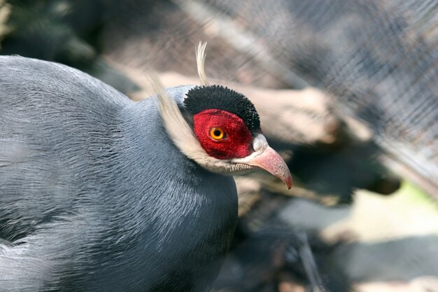 Selektive Fokusaufnahme eines wilden Fasans mit blauen Ohren