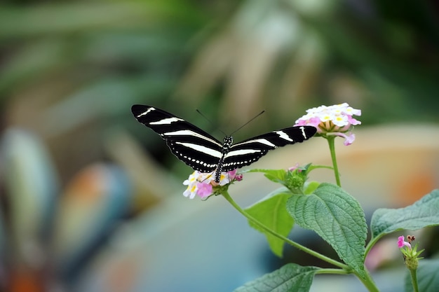 Selektive Fokusaufnahme eines Zebra Longwing Schmetterlings mit offenen Flügeln auf einer hellrosa Blume