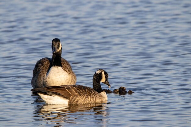 Selektive Fokusaufnahme kanadischer Gänse, die auf einem Teich schwimmen