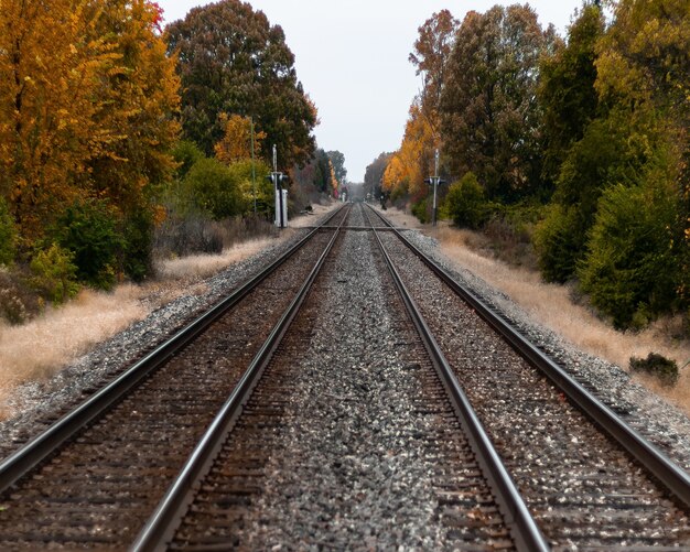 Selektive Fokusaufnahme von Bahngleisen inmitten grüner und gelber Bäume