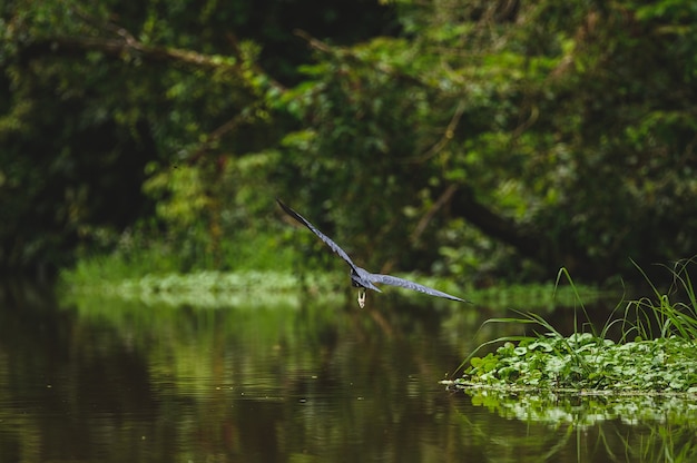 Selektive Fokusaufnahme von Blaureiher im Flug