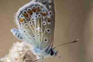 Kostenloses Foto selektive fokusaufnahme von chapman's blue butterfly