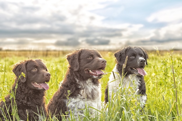 Selektive fokusaufnahme von drei entzückenden hunden