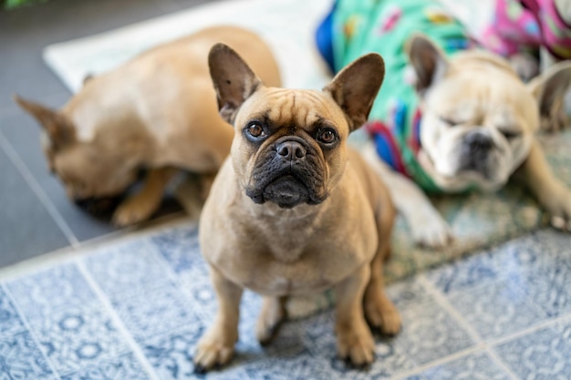 Selektive Fokusaufnahme von drei französischen Bulldoggen