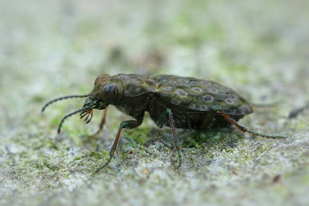 Selektive Fokusaufnahme von Elaphrus riparius Käfer