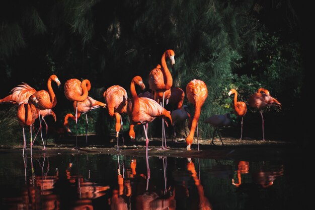 Selektive Fokusaufnahme von Flamingos in der Nähe des Wassers, umgeben von Bäumen