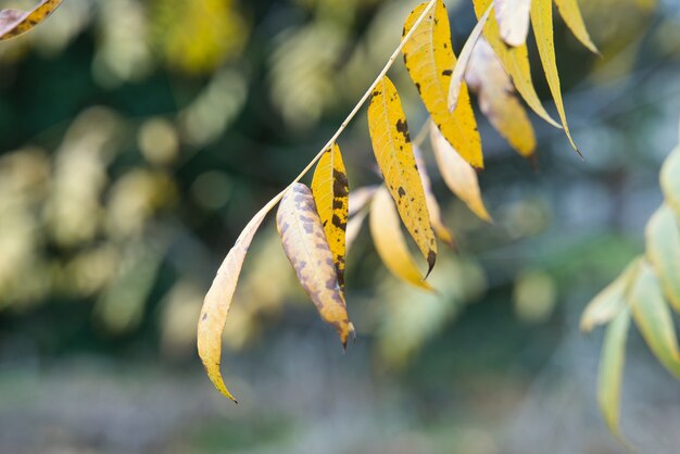 Selektive Fokusaufnahme von gelben Herbstblättern auf einem Ast