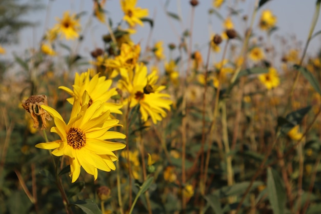 Selektive Fokusaufnahme von gelben kleinen Sonnenblumen, die mit einem unscharfen Hintergrund blühen bloom
