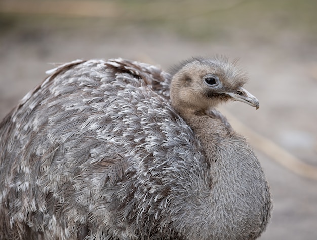 Selektive Fokusaufnahme von größerem Rhea