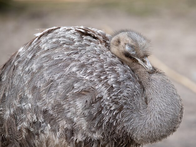 Selektive Fokusaufnahme von größerem Rhea