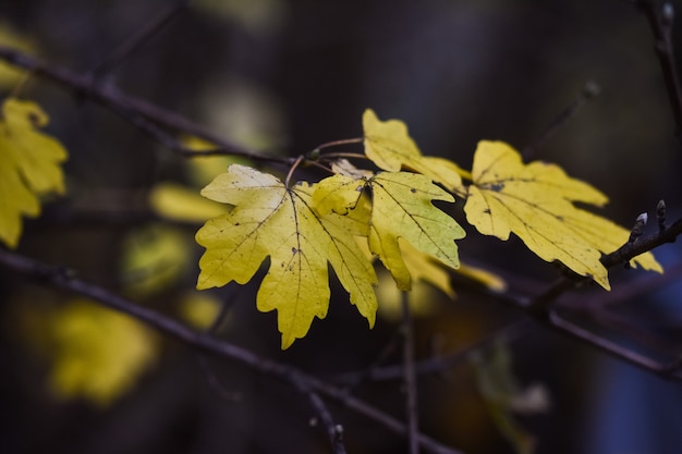 Selektive Fokusaufnahme von Herbstblättern