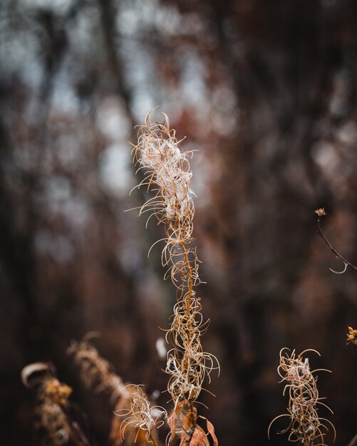 Selektive Fokusaufnahme von Herbstgras