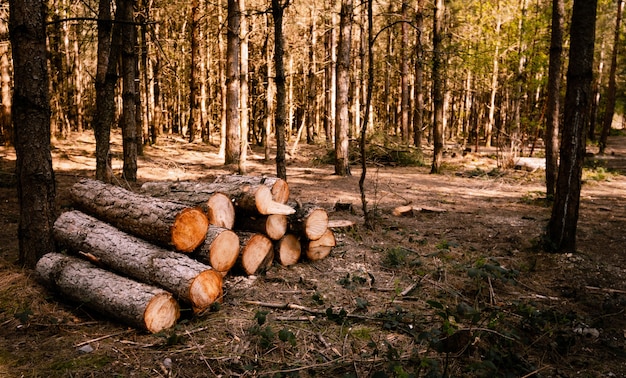 Selektive Fokusaufnahme von Holzstämmen in einem sonnigen Wald