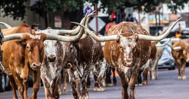 Selektive Fokusaufnahme von Longhorns, die auf der Straße gehen