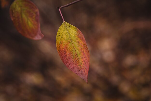 Selektive Fokusaufnahme von mehrfarbigem Herbstblatt