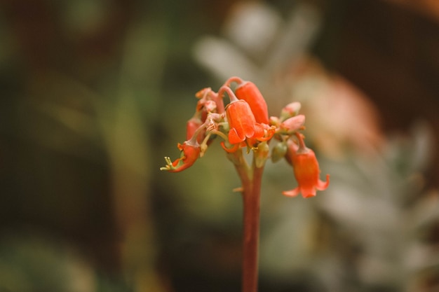 Selektive Fokusaufnahme von orangefarbenem Keimblatt orbiculata