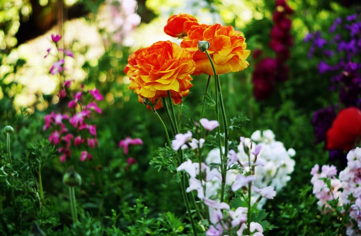 Kostenlose Foto selektive fokusaufnahme von orangefarbenen und gelben rosen in den weichen schatten