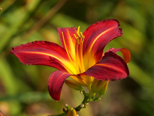 Selektive Fokusaufnahme von roten und gelben Taglilienblüten in einem Garten, die tagsüber aufgenommen wurden