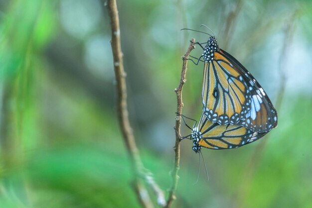 Selektive Fokusaufnahme von schönen Schmetterlingen, die auf einem Stock sitzen