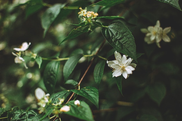 Selektive Fokusaufnahme von schönen und kleinen weißen Blumen auf einem Busch mitten im Wald