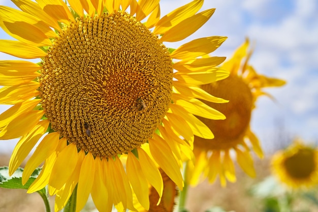 Selektive Fokusaufnahme von Sonnenblumen auf dem Feld