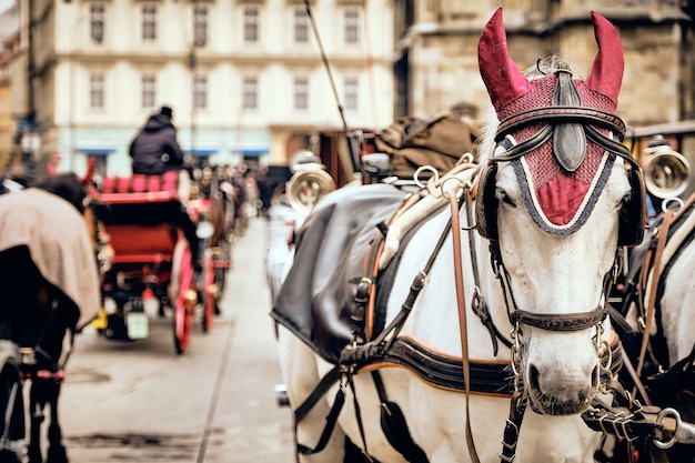 Selektive Fokusaufnahme von weißen Pferden in den Straßen von Wien, Österreich