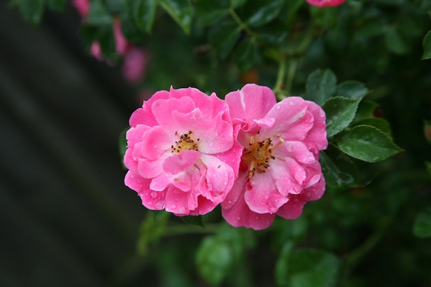 Selektive Fokusaufnahme von zwei rosa gallischen Rosenköpfen in der Natur in Twente, Niederlande
