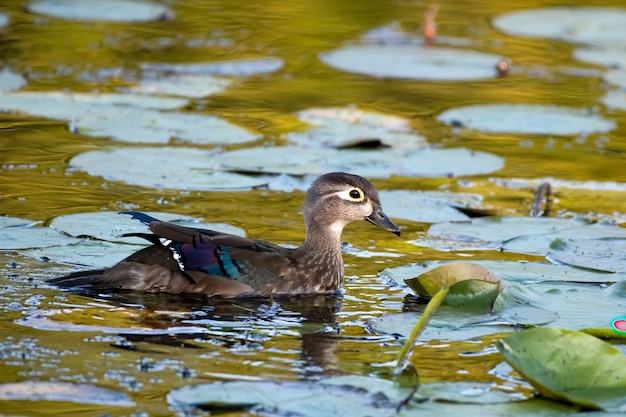 Kostenloses Foto selektive fokusnahaufnahme der ente, die auf einem teich schwimmt