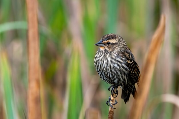 Selektive Fokusnahaufnahme einer Rotflügel-Amsel, die auf den Grashalmen hockt