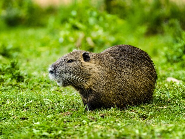 Selektive Fokussierung eines Bebers, der auf der mit Gras bedeckten Wiese sitzt