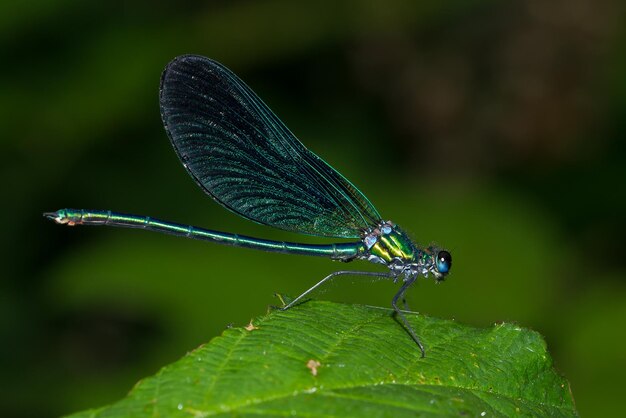 Kostenloses Foto selektive fokussierung eines blauen libellen auf dem grünen blatt