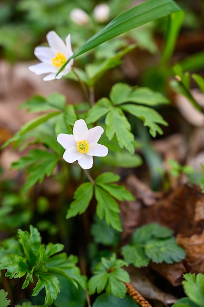 Selektive Nahansicht der Nahaufnahme einer erstaunlichen Blume unter Sonnenlicht